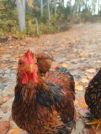 Cochin kriel goud zwart gezoomd, Dieren en Toebehoren, Pluimvee, Mannelijk, Kip