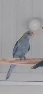 Bleekkop rosella' split bont, Dieren en Toebehoren, Vogels | Parkieten en Papegaaien, Mannelijk, Parkiet, Geringd