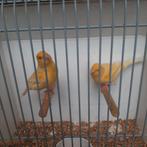 kanaries, Dieren en Toebehoren, Meerdere dieren, Kleurkanarie