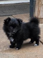Pomeriaan pup teefje, Dieren en Toebehoren, Honden | Niet-rashonden, CDV (hondenziekte), 8 tot 15 weken, Teef, Eén hond