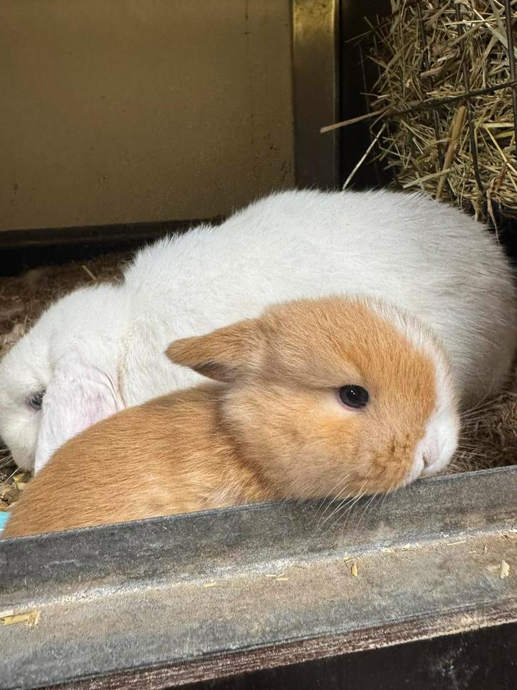 Raszuiver Minilop koppel - mogen eind januari verhuizen, Dieren en Toebehoren, Konijnen, Dwerg, Meerdere dieren, 0 tot 2 jaar