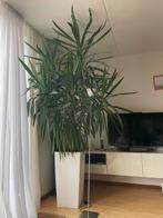 Yucca, Huis en Inrichting, Ophalen, Halfschaduw