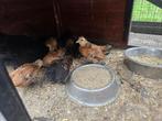 Sabelpoot kuikens, Dieren en Toebehoren, Pluimvee, Geslacht onbekend, Kip