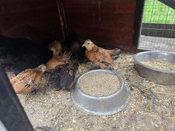 Sabelpoot kuikens beschikbaar voor biedingen