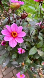 Dahlia knol roze, Tuin en Terras, Ophalen of Verzenden, Voorjaar, Volle zon, Knol