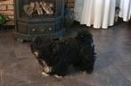 Prachtige zwarte Shih tzu pup in huis opgegroeid met mama, Particulier, Meerdere, Reu, Nederland