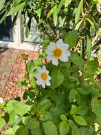 Dahlia knol/plant “Bambino white”, Ophalen, Voorjaar, Volle zon, Knol