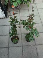 Fagus sylvatica 'Atropunicea' Bruine beuk Rode beuk, Tuin en Terras, Ophalen of Verzenden, Beukenhaag, Haag