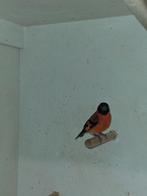 kapoetsensijs, Dieren en Toebehoren, Vogels | Overige Vogels, Meerdere dieren, Tropenvogel