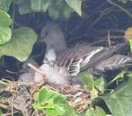 Australische kuifduiven, Dieren en Toebehoren, Vogels | Overige Vogels, Meerdere dieren, Tropenvogel, Tam