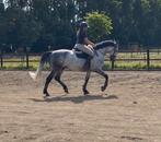 9 jarige allrounder, Ruin, 165 tot 170 cm, 7 tot 10 jaar