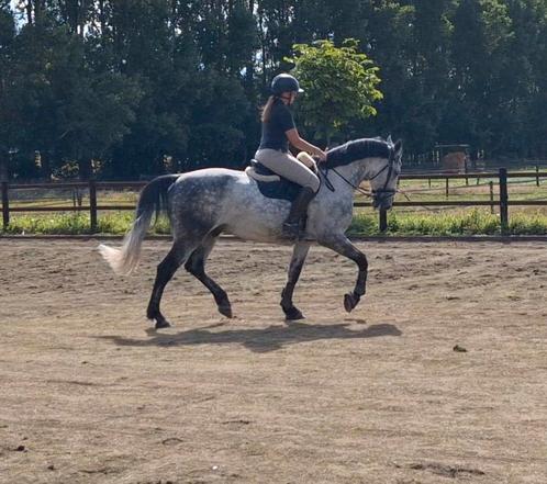 9 jarige allrounder, Dieren en Toebehoren, Paarden, Ruin, 165 tot 170 cm, 7 tot 10 jaar