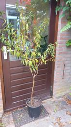 perzikboompje Wassenberger, Tuin en Terras, Planten | Fruitbomen, Ophalen, Lente, Overige soorten, Volle zon