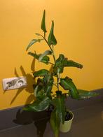 Mooie plant ( Bryophyllum)-broedblad plant, Ophalen, Halfschaduw, Minder dan 100 cm