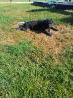 Wetterhoun x friese stabij pup, Dieren en Toebehoren, Rabiës (hondsdolheid), 15 weken tot 1 jaar, Teef, Eén hond