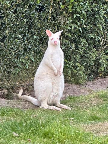 Witte Wallaby kangoeroe dekman beschikbaar voor biedingen