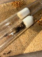 Messor barbarus mieren kolonie, Dieren en Toebehoren, Insecten en Spinnen, Mieren