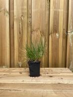 Pennisetum alopecuroides 'little bunny' p9, Tuin en Terras, Planten | Tuinplanten, Halfschaduw, Vaste plant, Herfst, Siergrassen