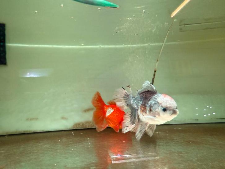 Tekoop grote oranda, Dieren en Toebehoren, Vissen | Aquariumvissen, Vis