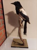 Opgezette ekster taxidermie prepareren dieren, Ophalen of Verzenden, Gebruikt, Vogel, Opgezet dier