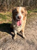 Australian shepherd pups, Dieren en Toebehoren, België, Particulier, CDV (hondenziekte), 8 tot 15 weken
