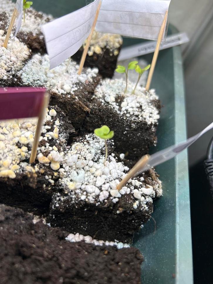 Moestuin plantjes 2026, Tuin en Terras, Planten | Tuinplanten, Eenjarig, Groenteplanten, Volle zon, Ophalen