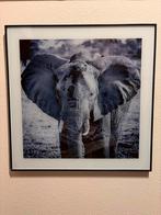 Glasplaat schilderij olifant, Antiek en Kunst, Ophalen