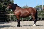 ** Super lieve en braaf te rijden stevige E pony **, B, Gechipt, 3 tot 6 jaar, Recreatiepony
