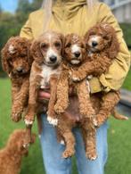 Labradoodle pups – 6 weken oud, Rabiës (hondsdolheid), Overige rassen, 8 tot 15 weken, Meerdere