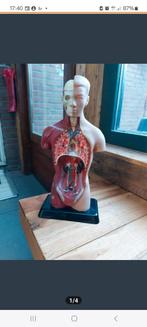 Anatomie menselijk lichaam beeld  rariteit mancave, Ophalen of Verzenden, Gebruikt