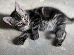 Prachtige kittens te koop van 16-7-25 - Moeder Maine Coon, Meerdere dieren, Gechipt, 0 tot 2 jaar
