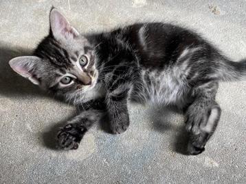 Prachtige kittens te koop van 16-7-25 - Moeder Maine Coon  beschikbaar voor biedingen