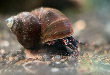 Viviparus sp. Blue Berry - Aquarium slakken - slak beschikbaar voor biedingen