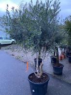 Super mooie Olea Europaea Cultivo vertakt XXL, Lente, 100 tot 250 cm, Olijfboom, Ophalen