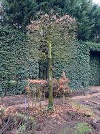 Al gerooid 4x Blokvorm Carpinus betulus maat 45/50, Tuin en Terras, Ophalen