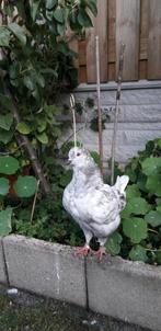 King duif, Dieren en Toebehoren, Pluimvee, Mannelijk, Overige soorten