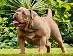 Bullforce Old English Bulldog pracht reu 2000€, Dieren en Toebehoren, Nederland, 8 tot 15 weken, Meerdere, Meerdere dieren