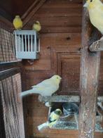 8 kanaries te koop voor €12,50 per stuk 1 gloster kost €20,, Meerdere dieren
