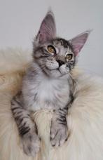 Prachtige maine coon kittens met stamboom!, Dieren en Toebehoren, Katten en Kittens | Raskatten | Langhaar, Poes, Gechipt, 0 tot 2 jaar