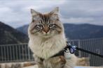 Siberische neva masquerade dekkater (blue-cream tabby point), Dieren en Toebehoren, Katten en Kittens | Dekkaters, 3 tot 5 jaar
