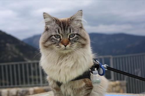 Siberische neva masquerade dekkater (blue-cream tabby point), Dieren en Toebehoren, Katten en Kittens | Dekkaters, 3 tot 5 jaar