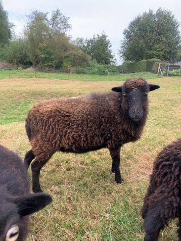 Mooie zwartbruine Ouessant ooi beschikbaar voor biedingen