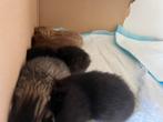 Kittens pure cinnamon british shorthair and british longhair, Poes, 0 tot 2 jaar