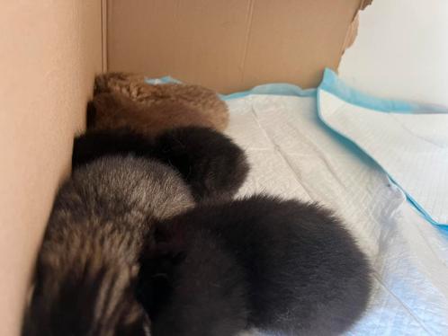 Kittens pure cinnamon british shorthair and british longhair, Dieren en Toebehoren, Katten en Kittens | Overige Katten, Poes, 0 tot 2 jaar