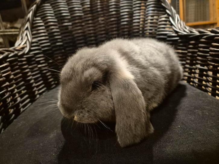 Fransehangoor voedster, Dieren en Toebehoren, Konijnen, Groot, Vrouwelijk