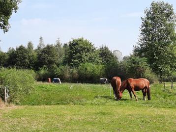 Box, inloopstal, paddock, wei, bos, buitenbak, instructie beschikbaar voor biedingen