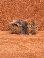 Merino choco goud california choco bont krullen beertje fok, Dieren en Toebehoren, Knaagdieren, Cavia, Mannelijk, December, Tam