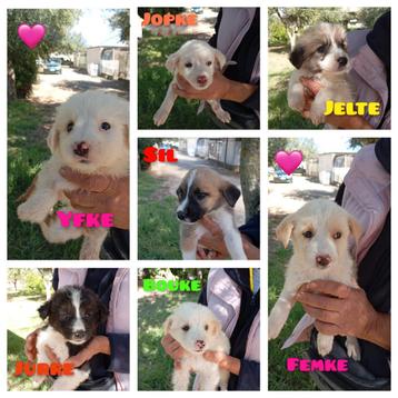 Zeven wollige pupjes zoeken een  gastgezin /adoptanten  beschikbaar voor biedingen