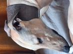 Gouden mand gezocht, Dieren en Toebehoren, 15 weken tot 1 jaar, Eén hond, Nederland, Particulier