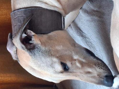 Gouden mand gezocht, Dieren en Toebehoren, Honden | Windhonden, Reu, Overige rassen, Particulier, Eén hond, Nederland, 15 weken tot 1 jaar